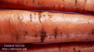 Болезни моркови.