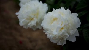 芍药品种亨利萨斯Henry Sass
