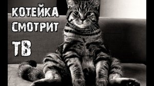 Кот смотрит телевизор (Cat and TV)