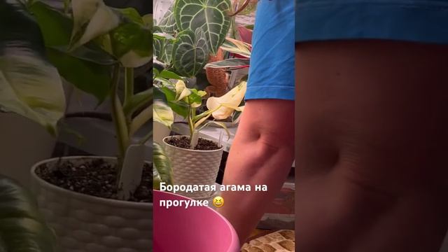 Цветочные будни Кекса))) #природа #растения #plants #ящерица #nature #бородатаяагама #🦎 #рептилии