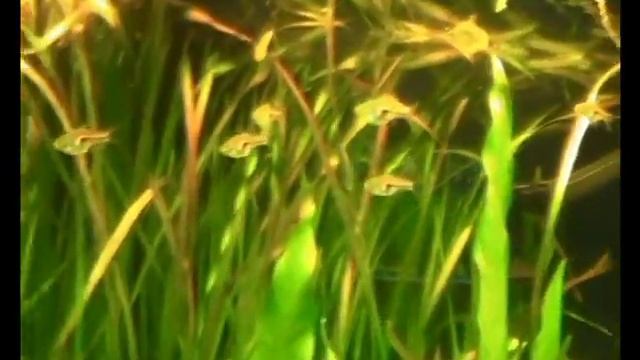 Расбора клинопятнистая (Rasbora heteromorpha)