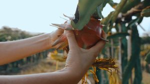 11760106-uhd_4096_2160_30fps