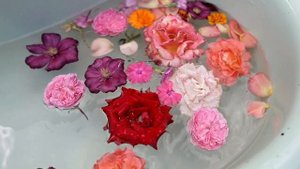 4863111-hd_1920_1080_30fps