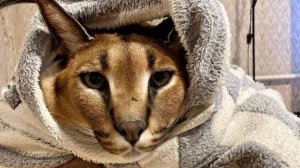 Милые коты !!! Лучшая подборка с милыми котиками !!! Подборка #6