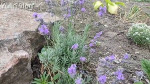 ОБРЕЗКА ЛАВАНДЫ (КАК СОХРАНИТЬ ЛАВАНДУ)