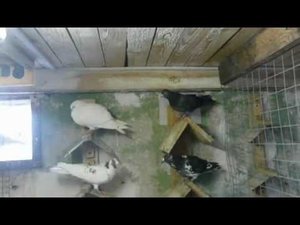 Поющие и смеющиеся Голуби Армении 13