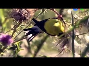 "Мир дикой природы" - Все цвета радуги - Развивающие мультфильмы для детей