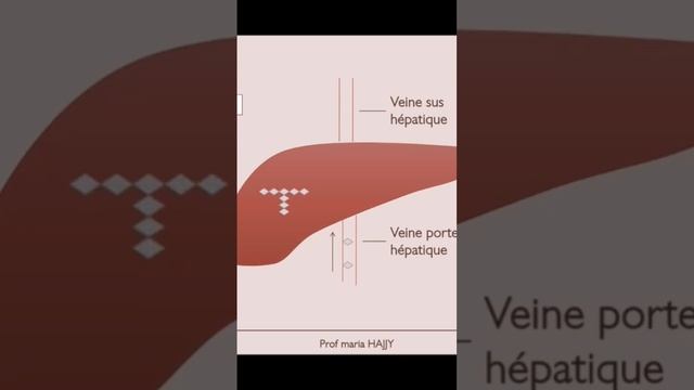 La glycogénogenese et la glycogénolyse смотреть онлайн