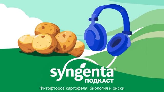 🥔 Фитофтороз картофеля: биология и риски