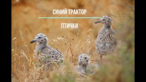 Синий трактор / птички / песенки для детей