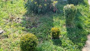 Обработка самшита от "огнёвки". Название препаратов, обработка