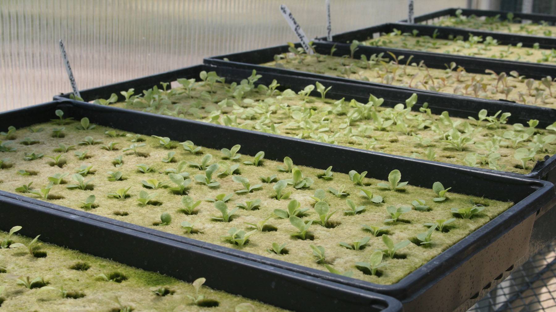 Пробую выращивать базилик и мяту на агровате смотреть онлайн