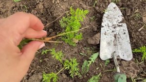 🥕МУЛЬЧИРОВАНИЕ МОРКОВИ 🥕ДЛЯ РАННЕГО БОЛЬШОГО УРОЖАЯ