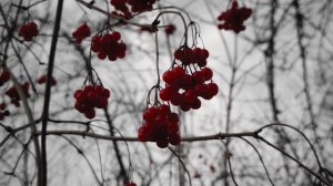 10935400-hd_3840_2160_24fps