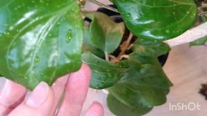 обзор hoya compacta, chuniana, AH 041, polyneura broget, Borneo Gunung Gadingи другие