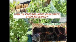 Томаты, рассада,молочный пакет. В чём тут секрет?