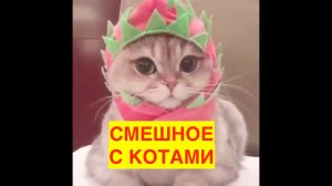 СМЕШНЫЕ МОМЕНТЫ С КОТАМИ И НЕ ТОЛЬКО! КОТИКИ, ПРИКОЛЫ. УЛЫБНИСЬ! ПОДПИШИСЬ И УЛЫБАЙСЯ!