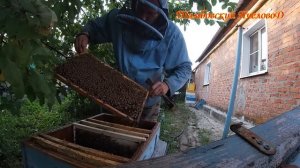 7 июля - Три бродячих роя в копилку пасеки, пересадка.