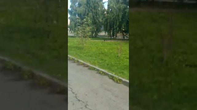 Вороны в Екатеринбурге