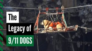 The Legacy of 9/11 Dogs