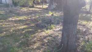 Картон, дорожки, мульча, сад, огород, типа больничный, все как есть