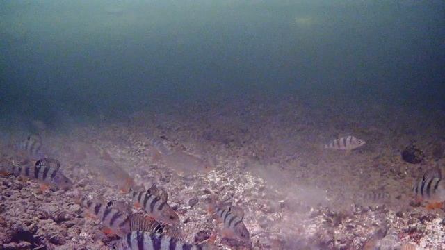 ДНО КИШИТ ОТ РЫБЫ. #точкаотдыха64 #новоевидео #зимняяловлярыбы #лещ #подводнаясъемка #бычок