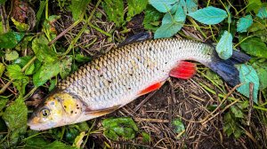 УПАЛ В НОРУ БОБРКУРВЫ / ГОЛАВЛЬ НА ВЕРТУШКИ и РЕЗИНУ / КАМБЭК В ЛЕТО 2025