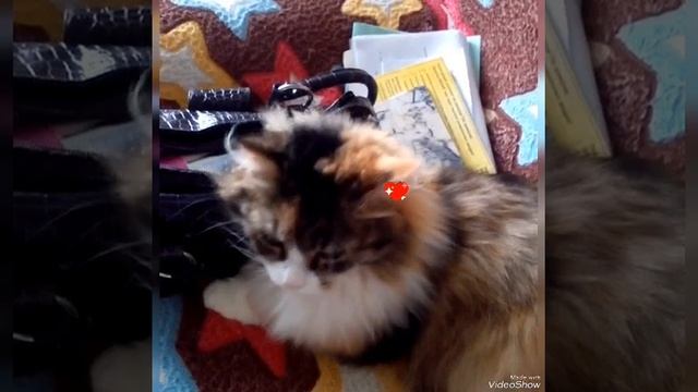 КОТОФИЛЬМ: МЕТКА ОТ SHERY💋МУР 🐱