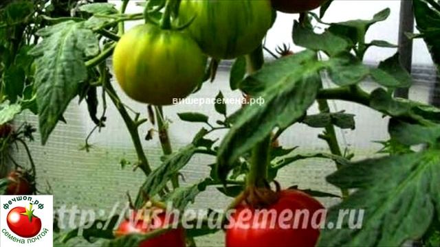 Сорта помидоров, которые растут у меня. Часть 7