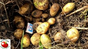 Лучшие сорта рассыпчатого картофеля для посадки. Продолжение.