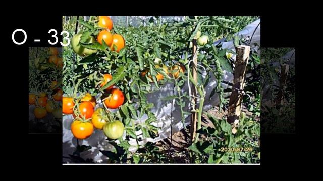 Морозостойкие томаты Сараева П  Я