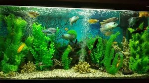 МОЙ АКВАРИУМ 200л