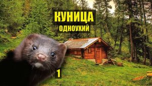 ОДНОУХАЯ КУНИЦА и ДЕД ЖИВУТ в ЛЕСУ СУДЬБА в ТАЙГЕ ДОМ в ЛЕСУ ИСТОРИИ из ЖИЗНИ СЕРИАЛ 1