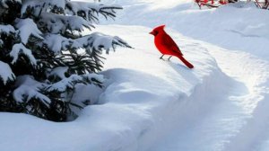 Открытка с добрыми пожеланиями - Доброго Вам Утра