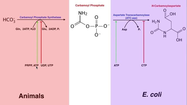 Nucleotide Metabolism | Regulation of Pyrimidine Biosynthesis смотреть онлайн