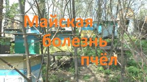 Майская болезнь пчел