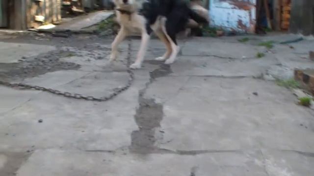 HDV 0511 пёс гриша и хомяк смотреть онлайн