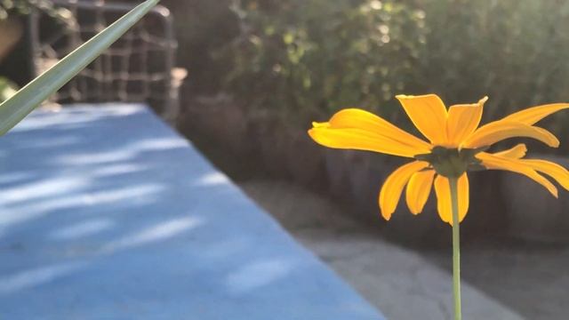 летние краски... смотреть онлайн