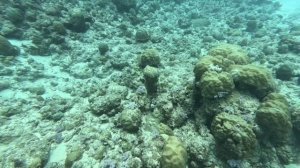 Дайвинг на рифах Маврикия