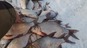 ЛОВЛЯ ГУСТЕРЫ НА ТЕЧЕНИИ. ЭТА ЯМА ОПЯТЬ РАЗДАЕТ РЫБУ. ТОЛСТАЯ ЛЕСКА ЗВЕНИТ ОТ ТАКИХ РЫБ