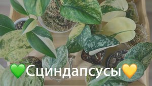 №103. Сциндапсусы. Разнообразие сортов (виды), особенности ухода, размножение.