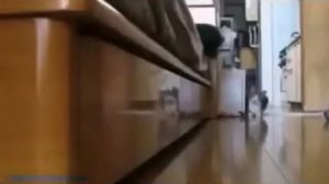 Мышь гоняет кота и другие