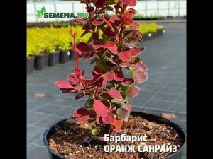 Барбарис Оранж санрайз