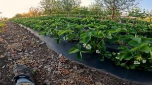 КЛУБНИКА как сохранить цветок при морозе 🍓❄