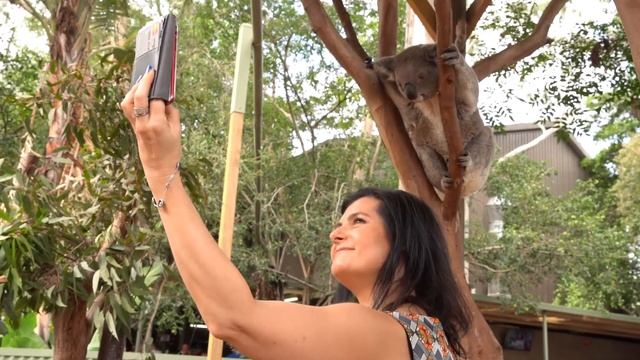 The Koala Genome Project смотреть онлайн