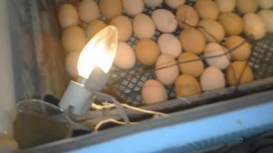 Инкубатор своими руками
