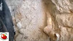 Когда копают корни хрена?