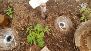 Отапливаем теплицу лампочкой Ильича.