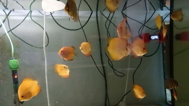 Дискусы подростки 4 месяца.mp4 смотреть онлайн