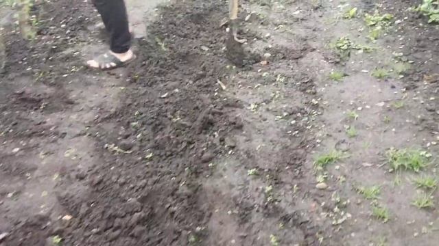 на помидоры и картофель напал фитовтороз,посадили огурцы в замен заболевших 🍅 помидор смотреть онлайн